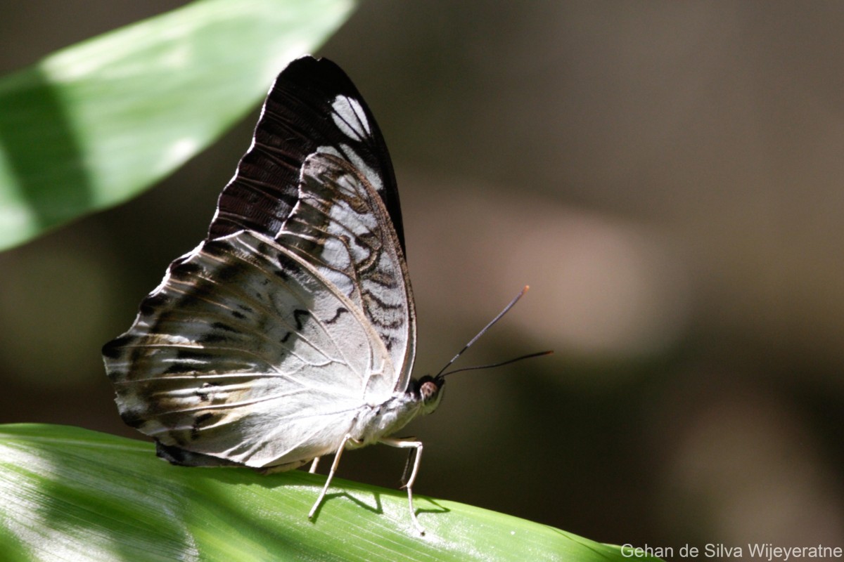 Parthenos sylvia Moore, 1877